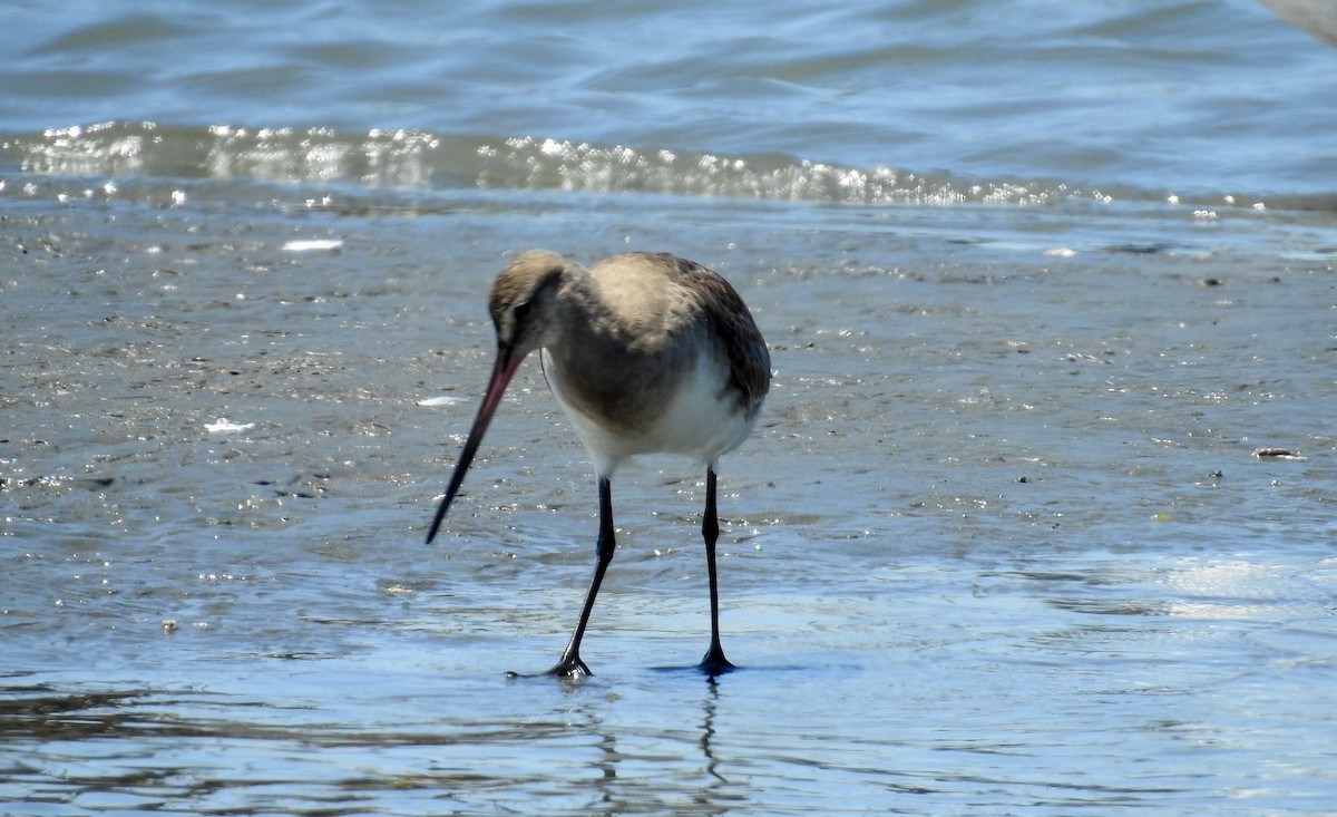 Hudsonian Godwit - ML187908761