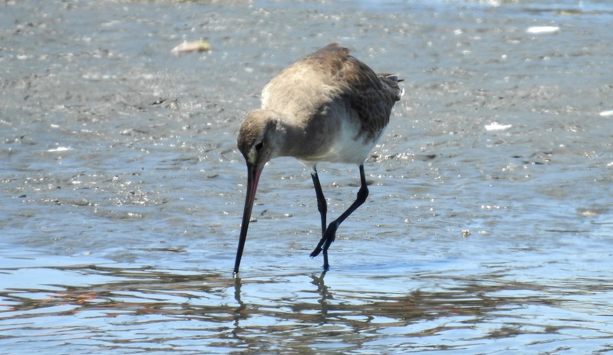 Hudsonian Godwit - ML187908771