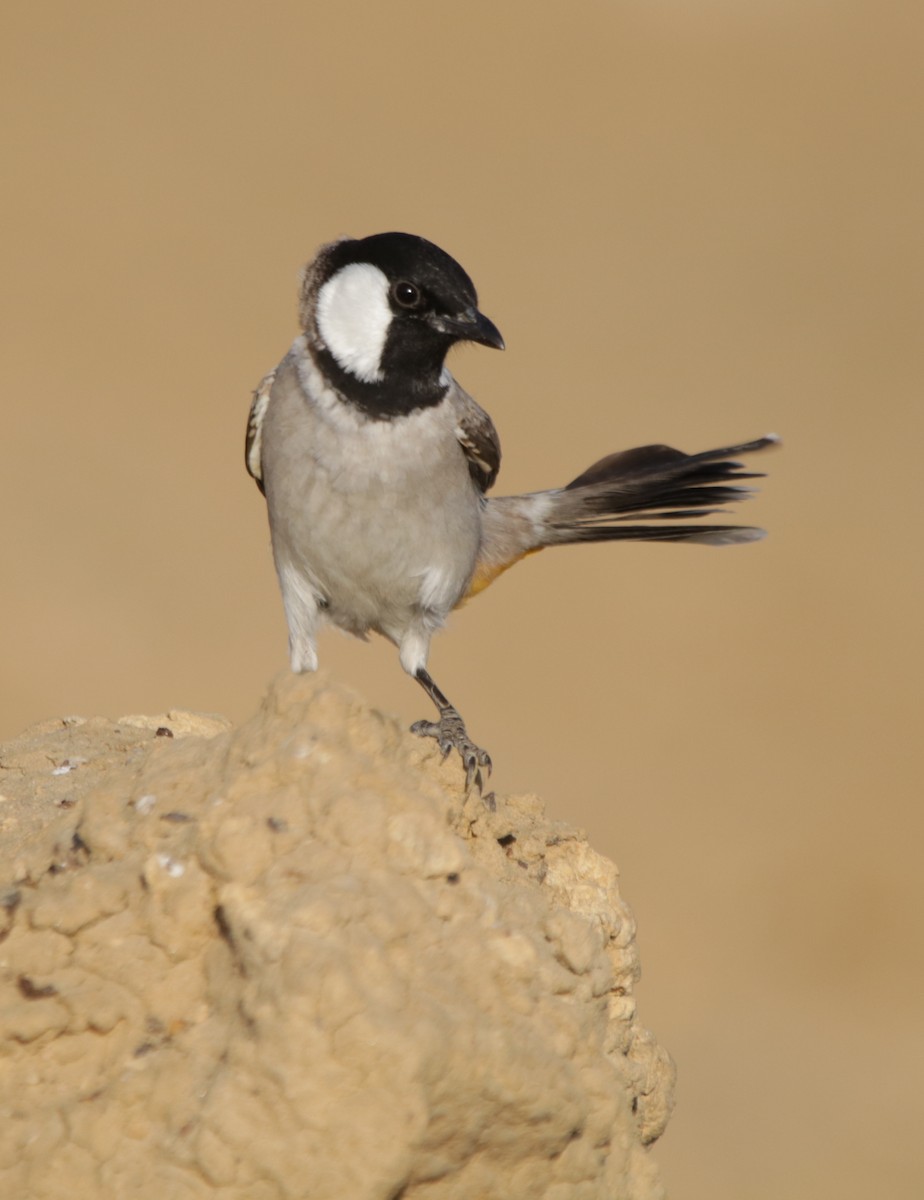 White-eared Bulbul - ML187911011