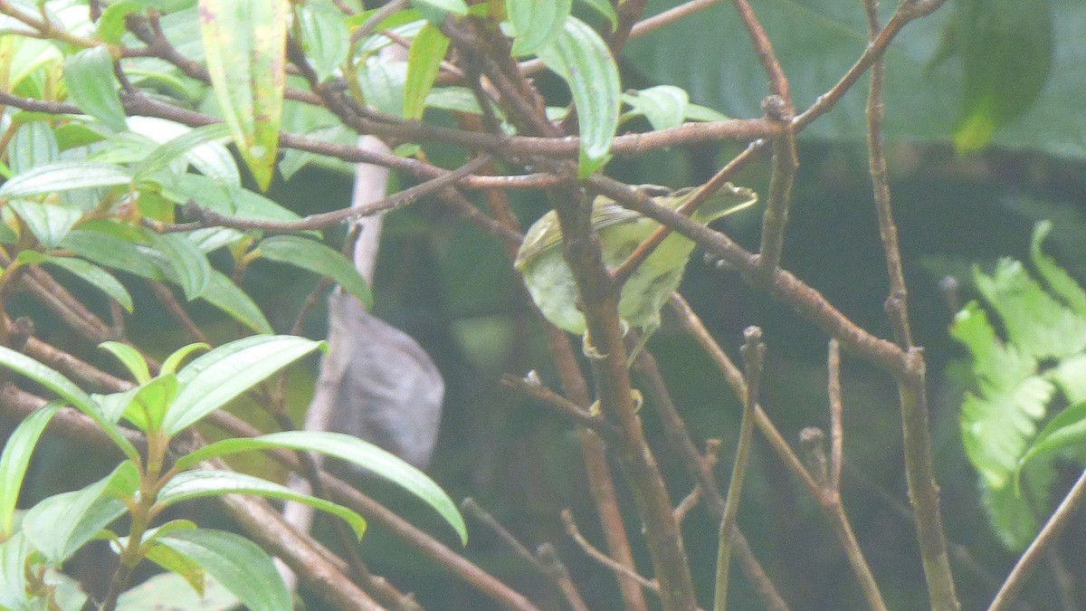 Arctic Warbler - ML187911891