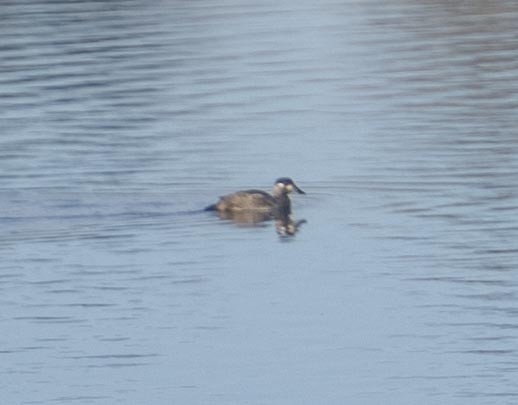 Surf Scoter - Karen Strong