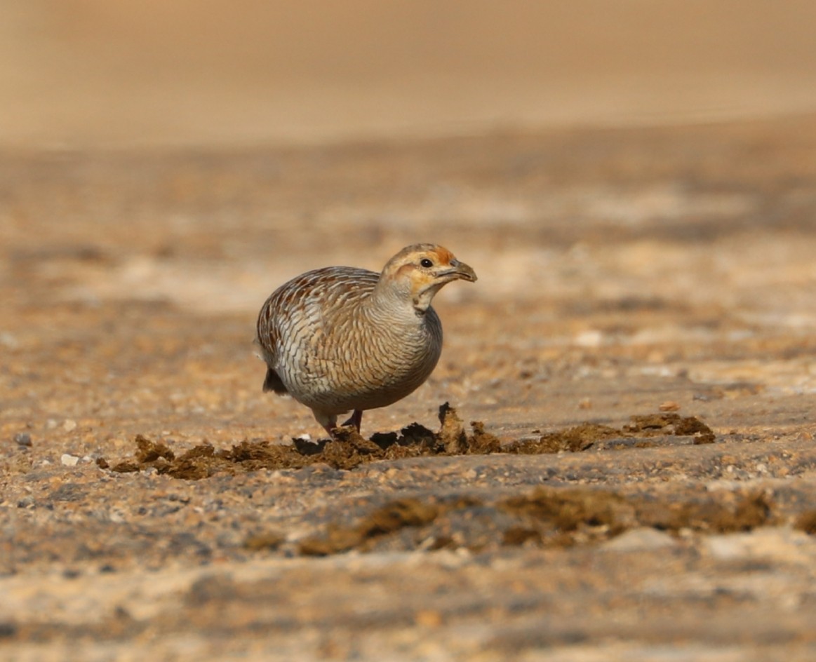 Gray Francolin - ML187912971