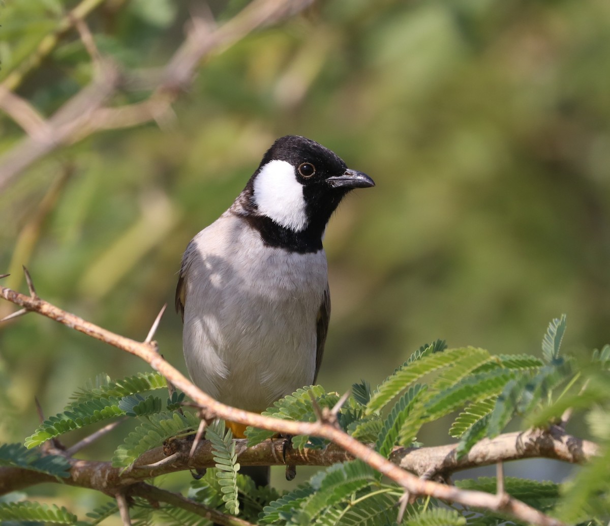 White-eared Bulbul - ML187913271