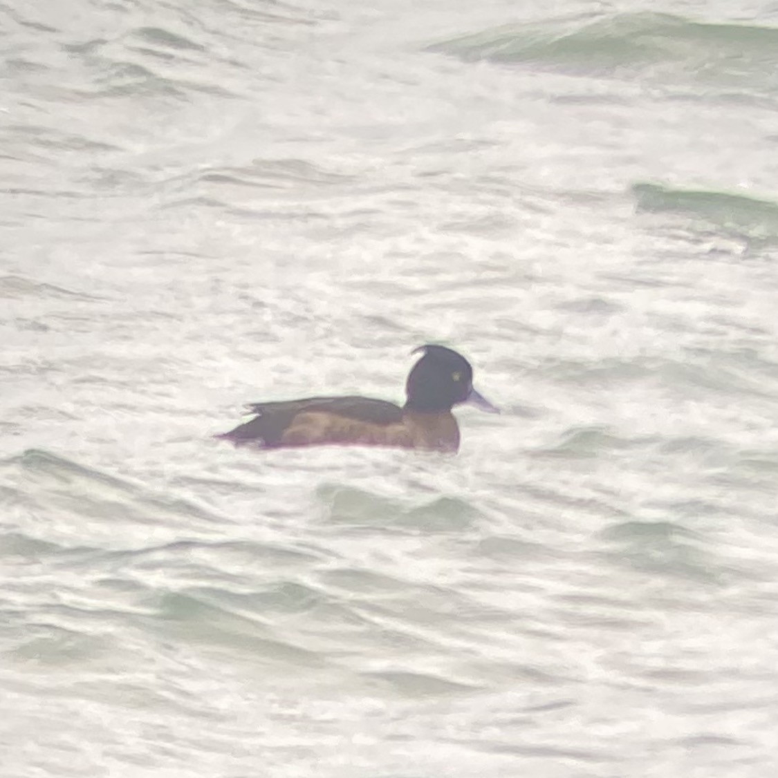 Tufted Duck - Kevin Rybczynski