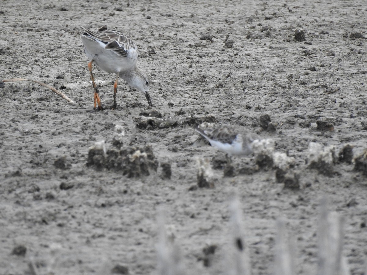 Little Stint - Ginny Culver