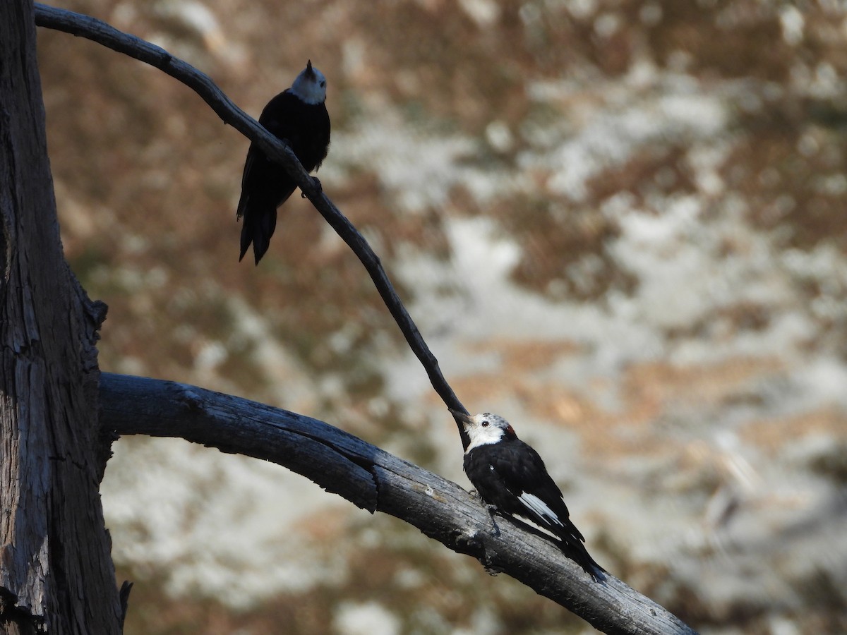 White-headed Woodpecker - ML187914641