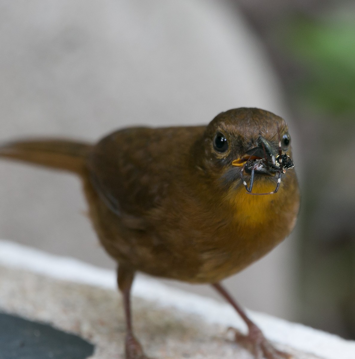 Red-throated Ant-Tanager - Isaias Morataya