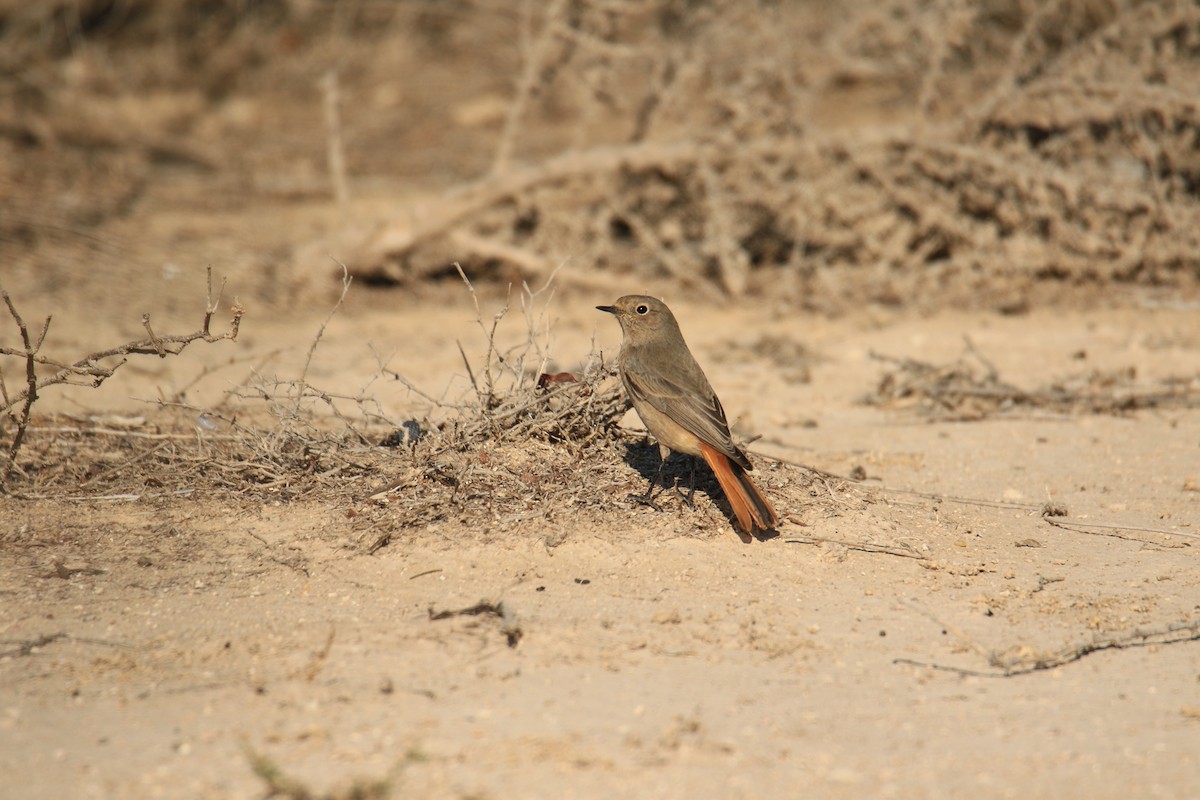 Black Redstart - ML187915401