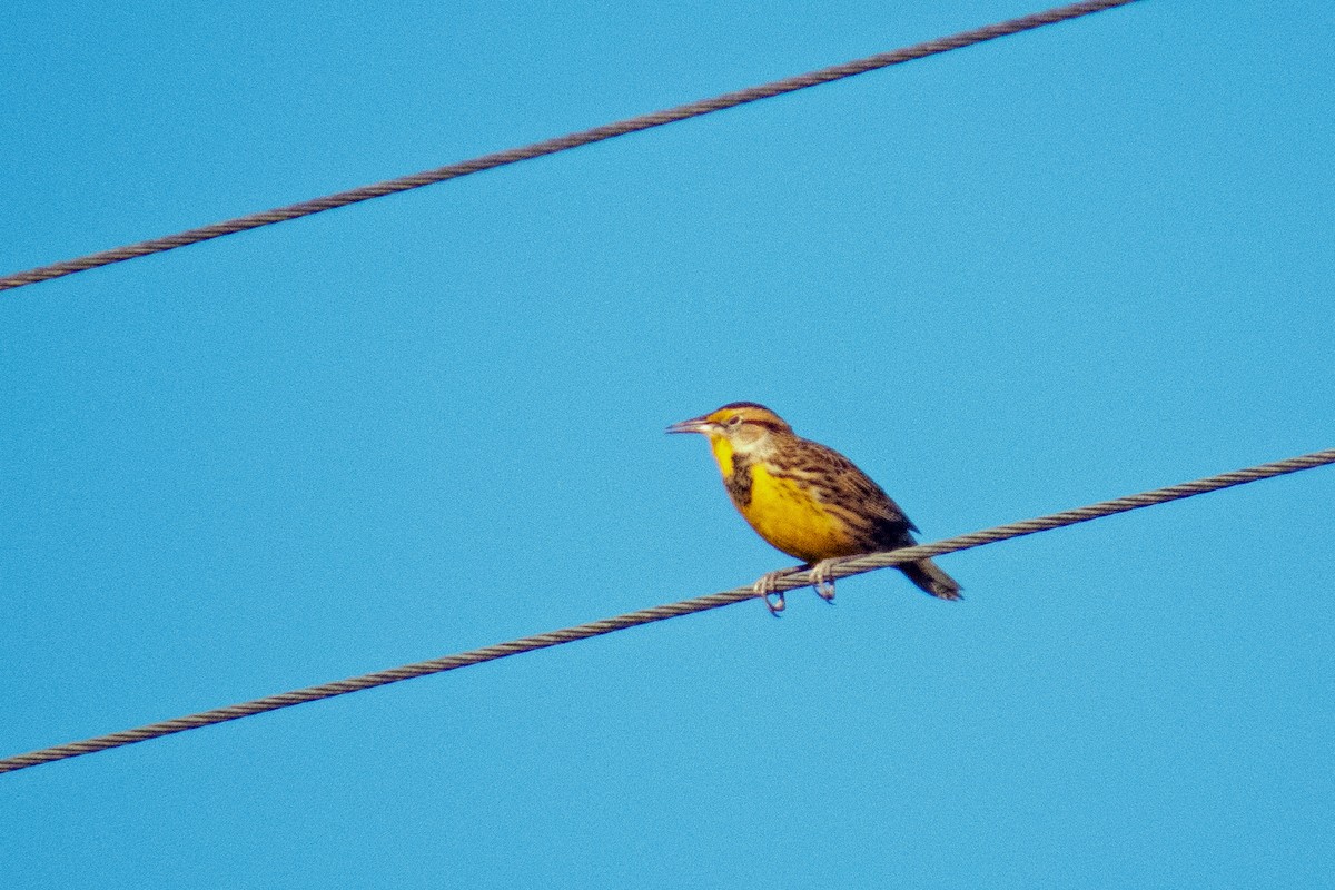 Eastern Meadowlark - ML187915561