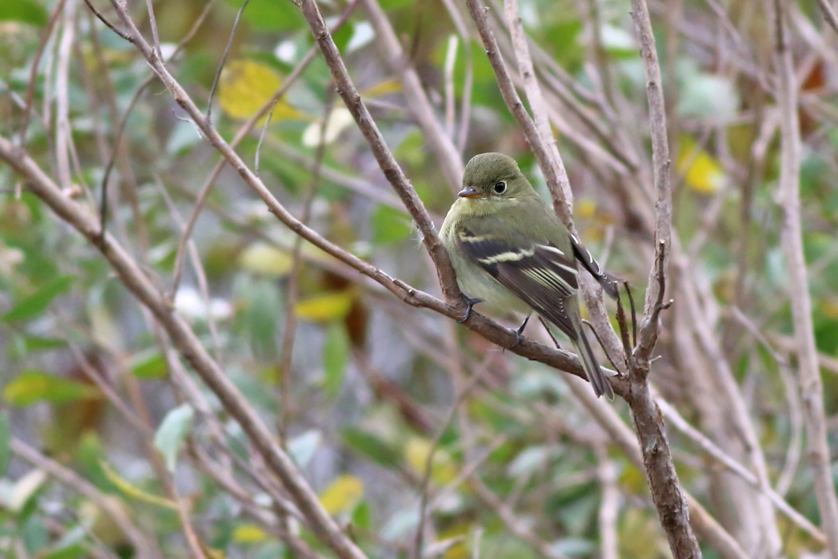 Yellow-bellied Flycatcher - Jeremiah Trimble