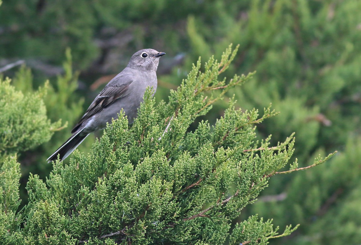 Townsend's Solitaire - Jeremiah Trimble