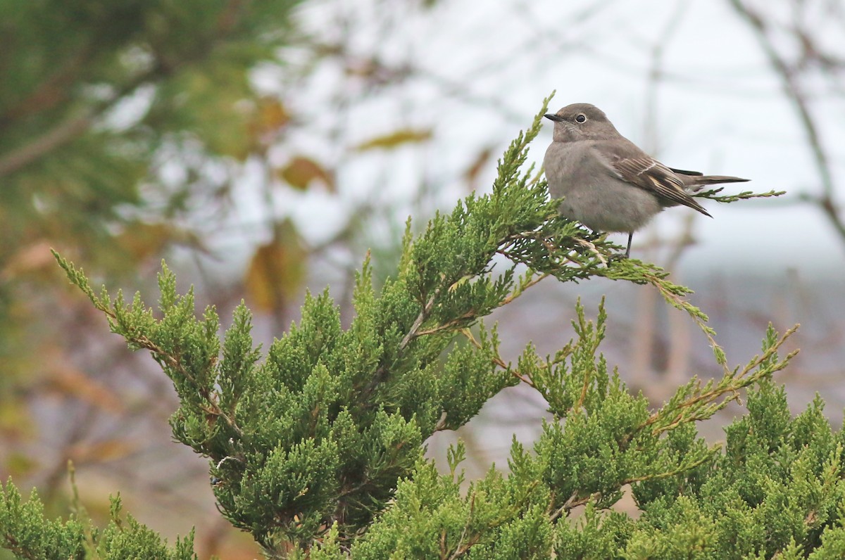 Townsend's Solitaire - Jeremiah Trimble