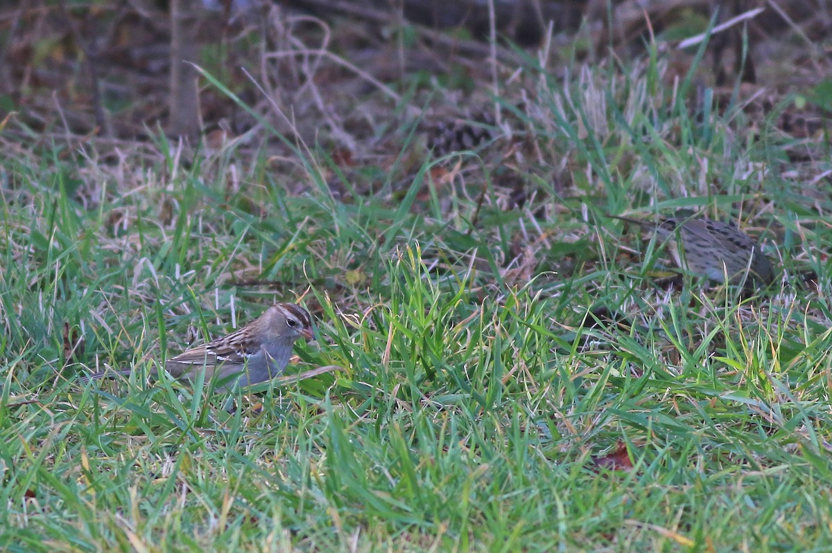 White-crowned Sparrow - ML187919311