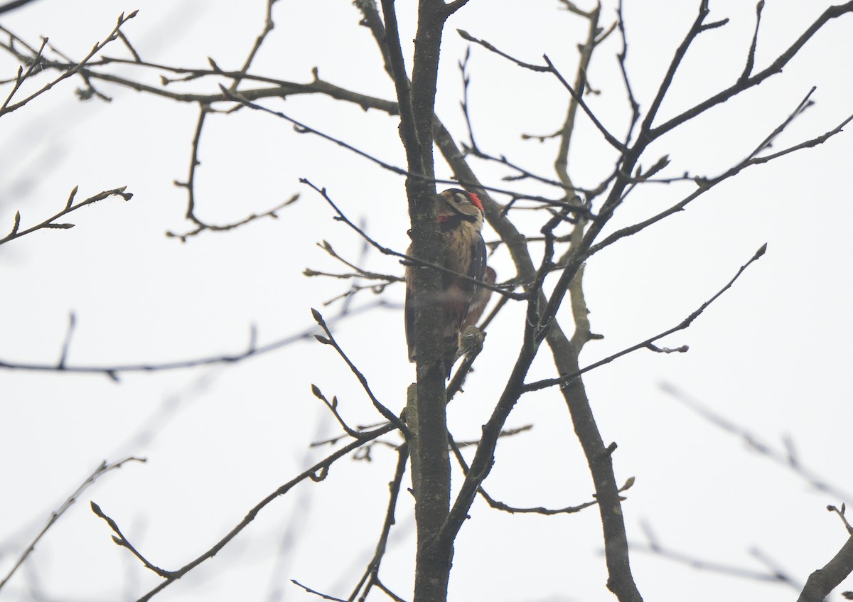 Necklaced Woodpecker - Ori Davidor