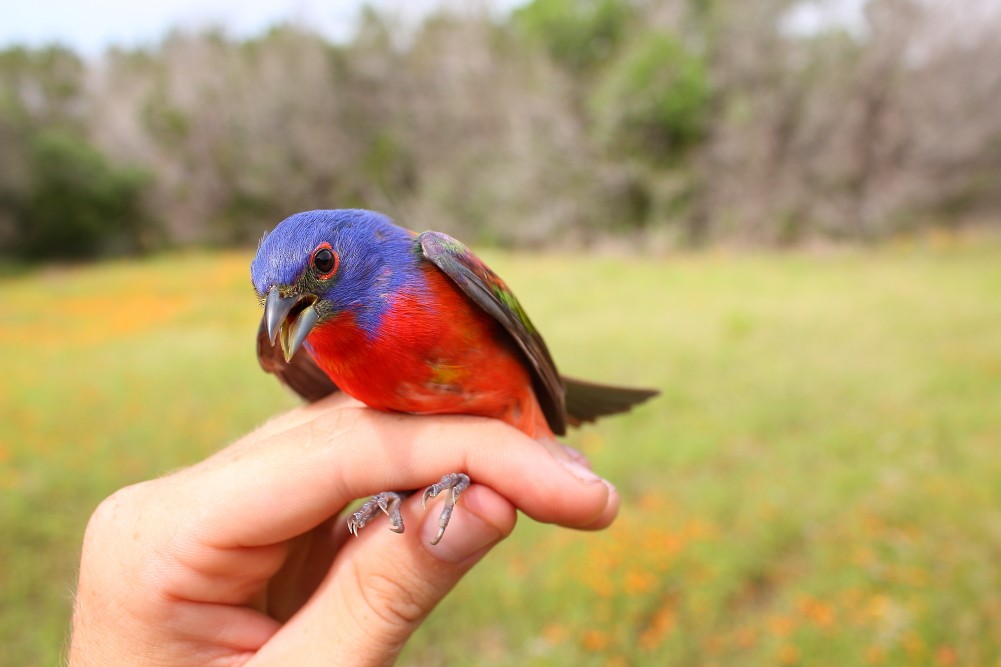 Painted Bunting - ML187920301