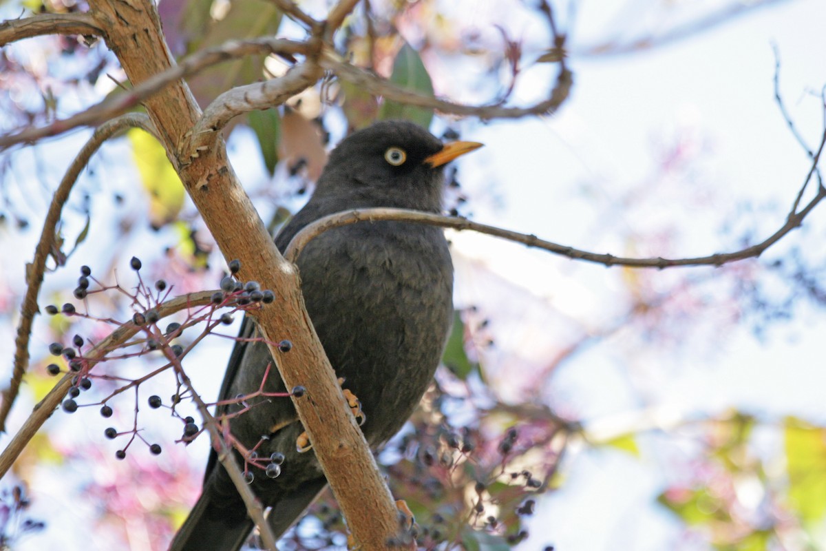 Sooty Thrush - Ross Hall