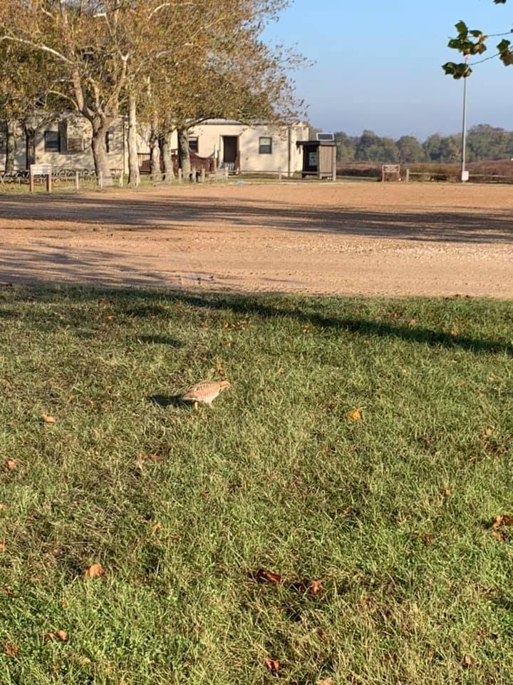 Greater Prairie-Chicken (Attwater's) - ML187920871