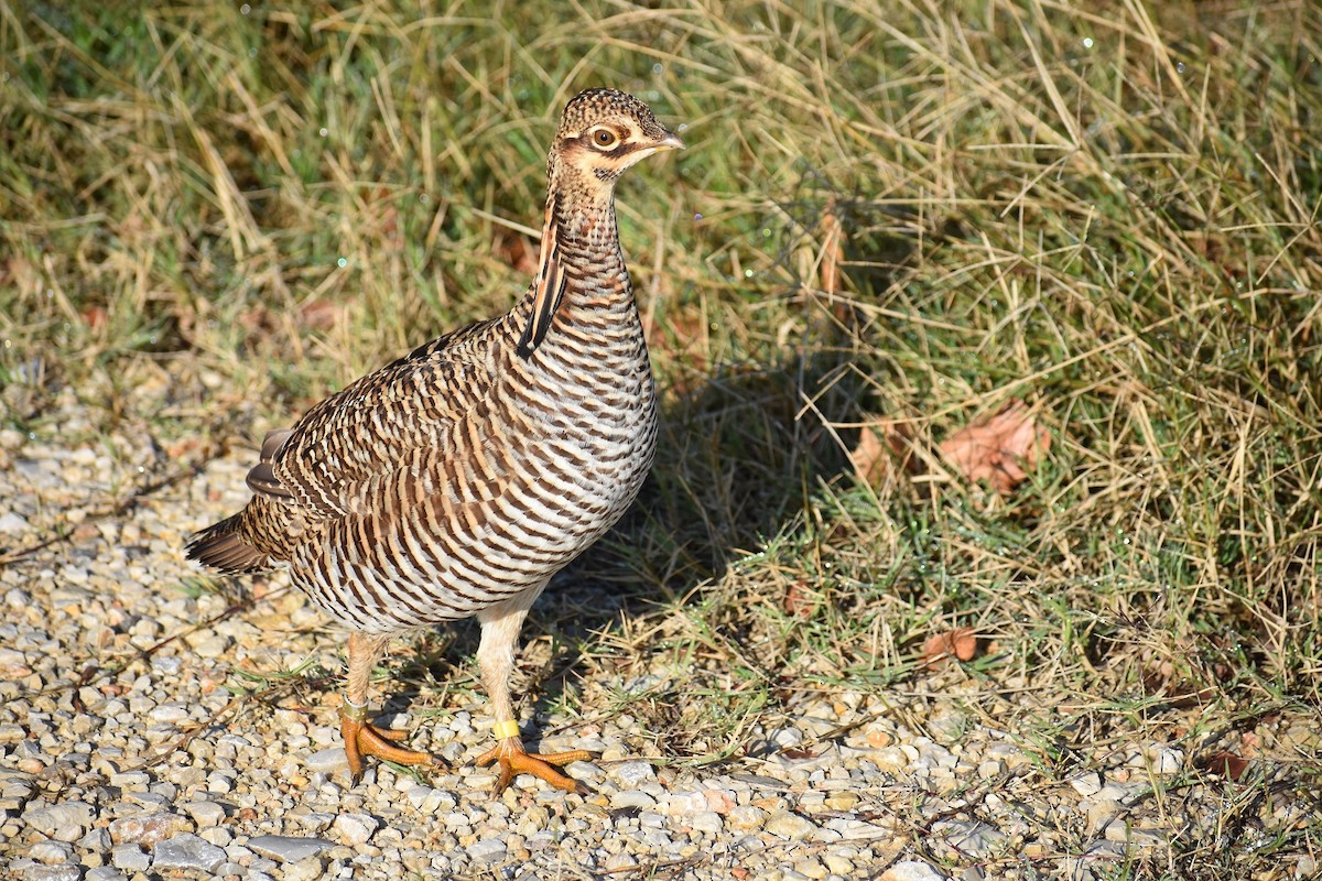 Gallo de las Praderas Grande (attwateri) - ML187920911