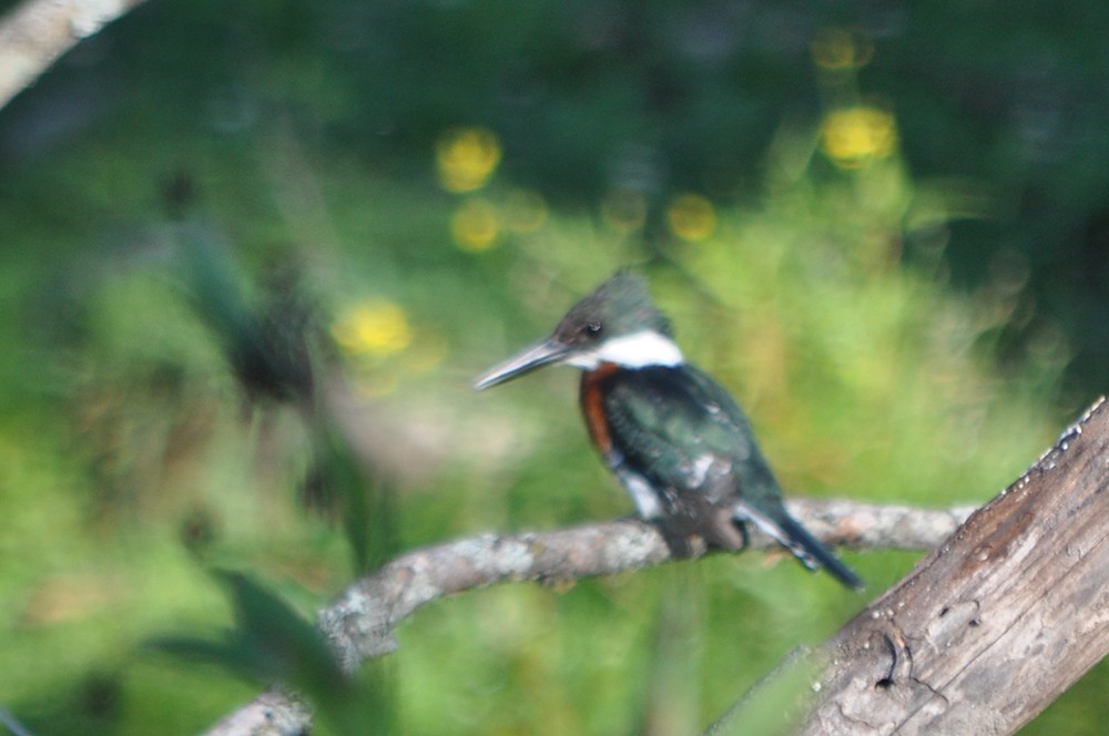 Green Kingfisher - ML187922591