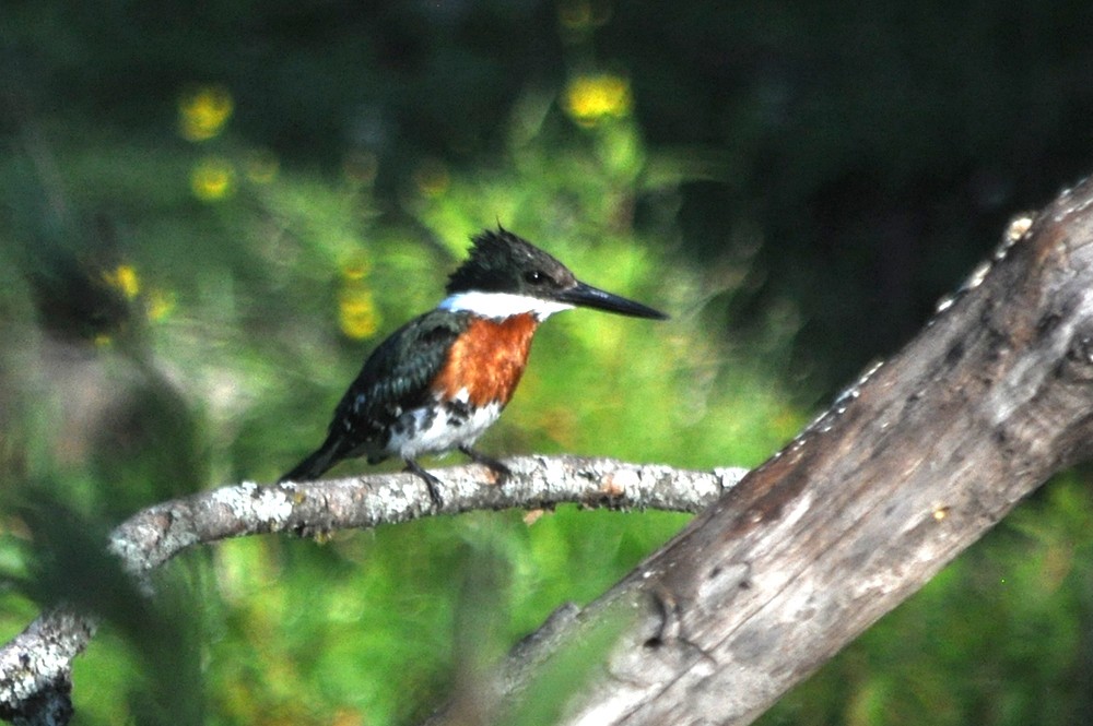 Green Kingfisher - ML187922601