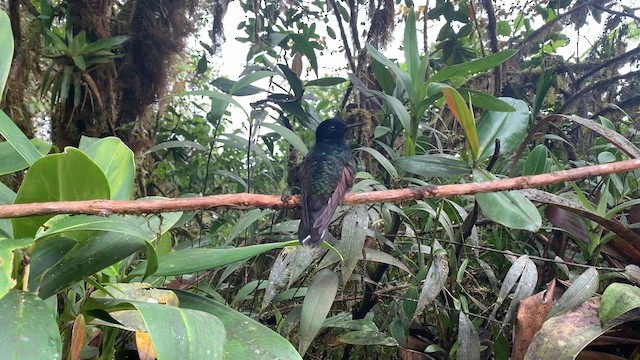 kolibřík hyacintový - ML187922641