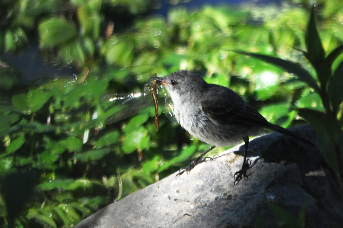 Sooty Tyrannulet - ML187922691