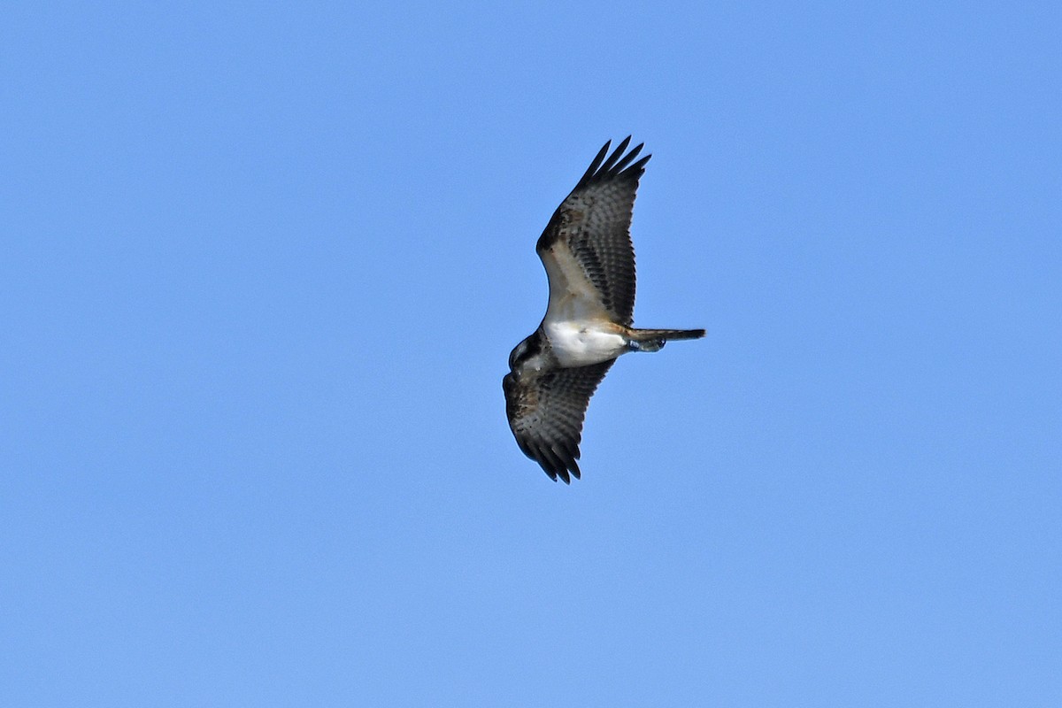 Osprey - ML187923891