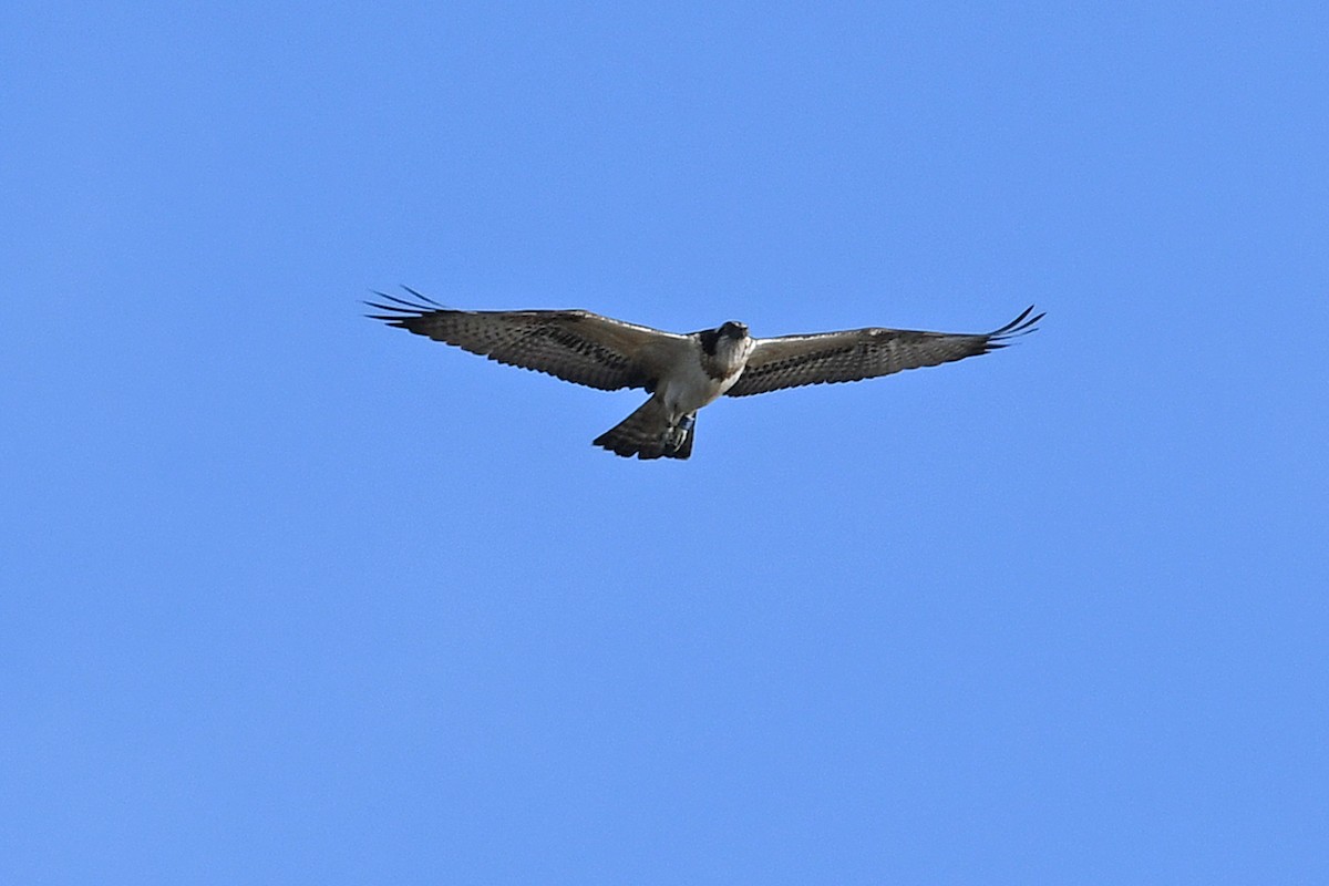 Osprey - ML187923921