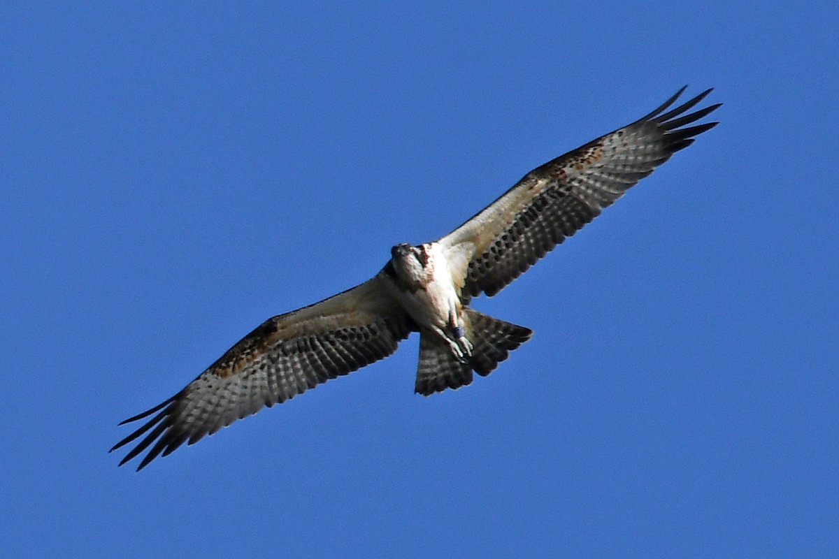 Osprey - ML187923941