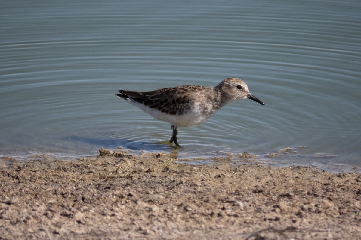 Wiesenstrandläufer - ML187924831