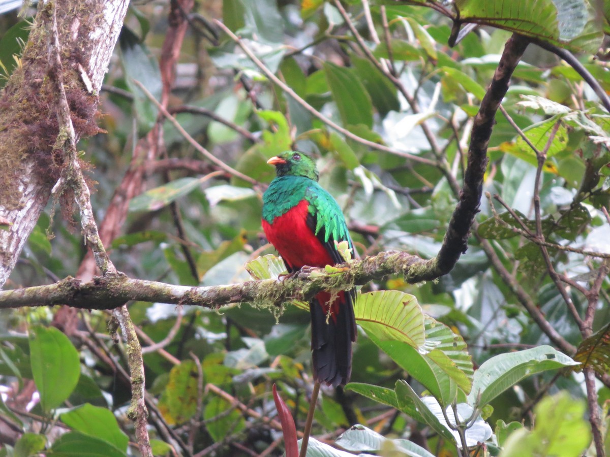 Golden-headed Quetzal - ML187925261