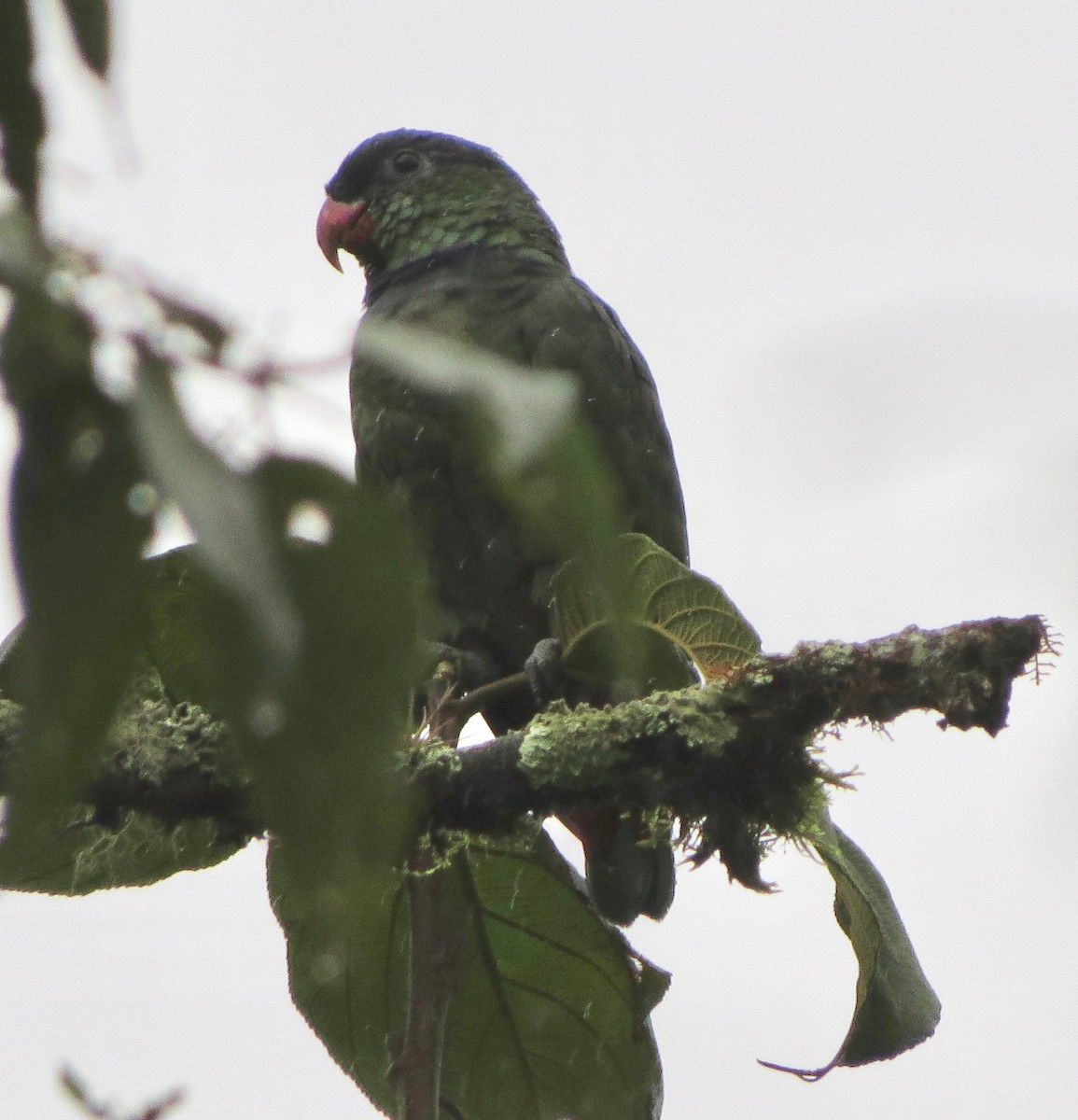 Red-billed Parrot - ML187925501