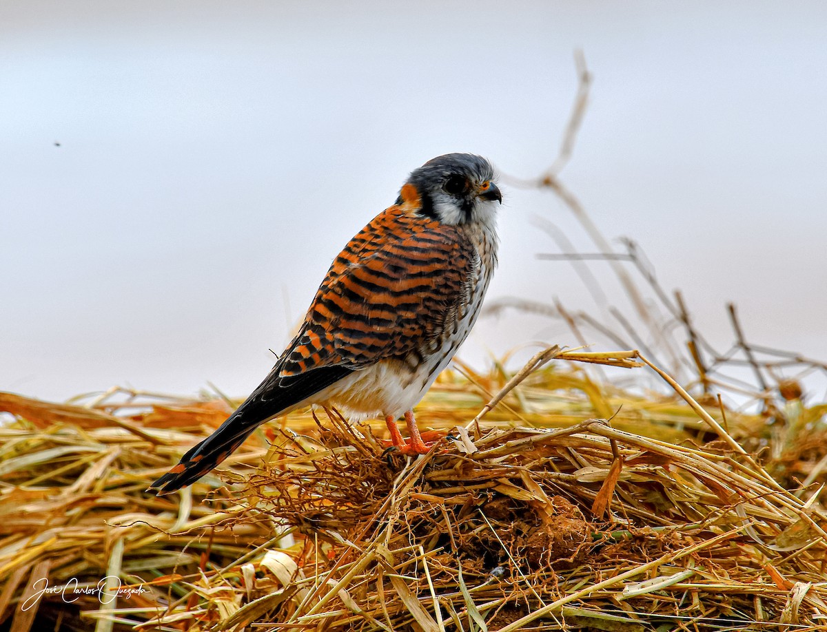 American Kestrel - Carlos Quezada