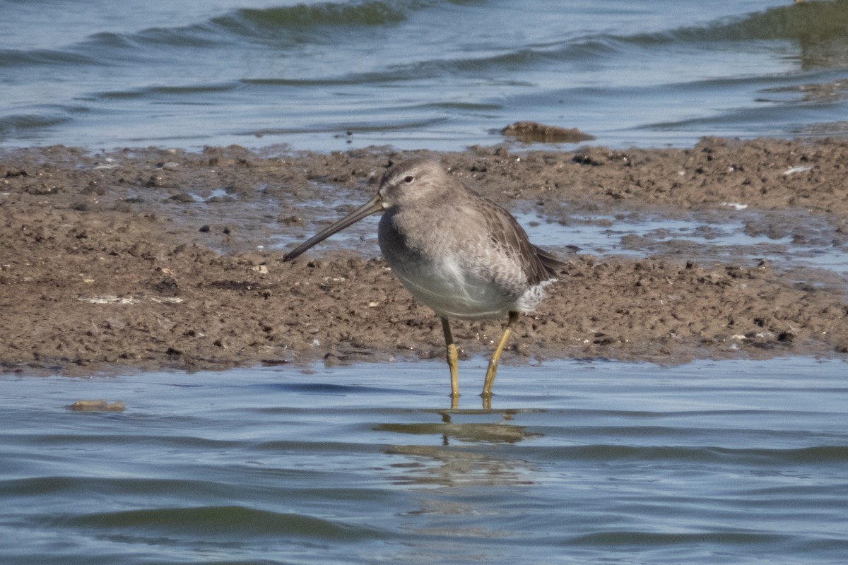 Tundraschlammläufer - ML187926291