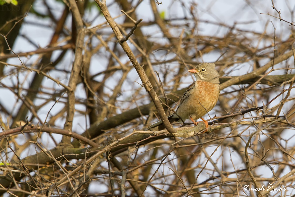 ML187926691 - Gray-necked Bunting - Macaulay Library