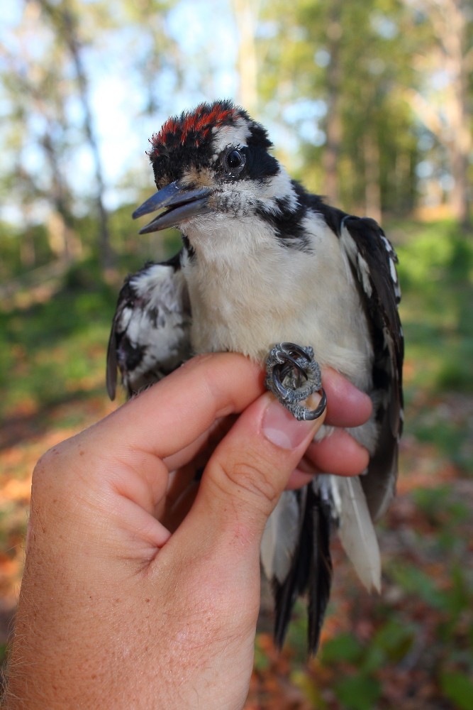 Hairy Woodpecker - ML187927531