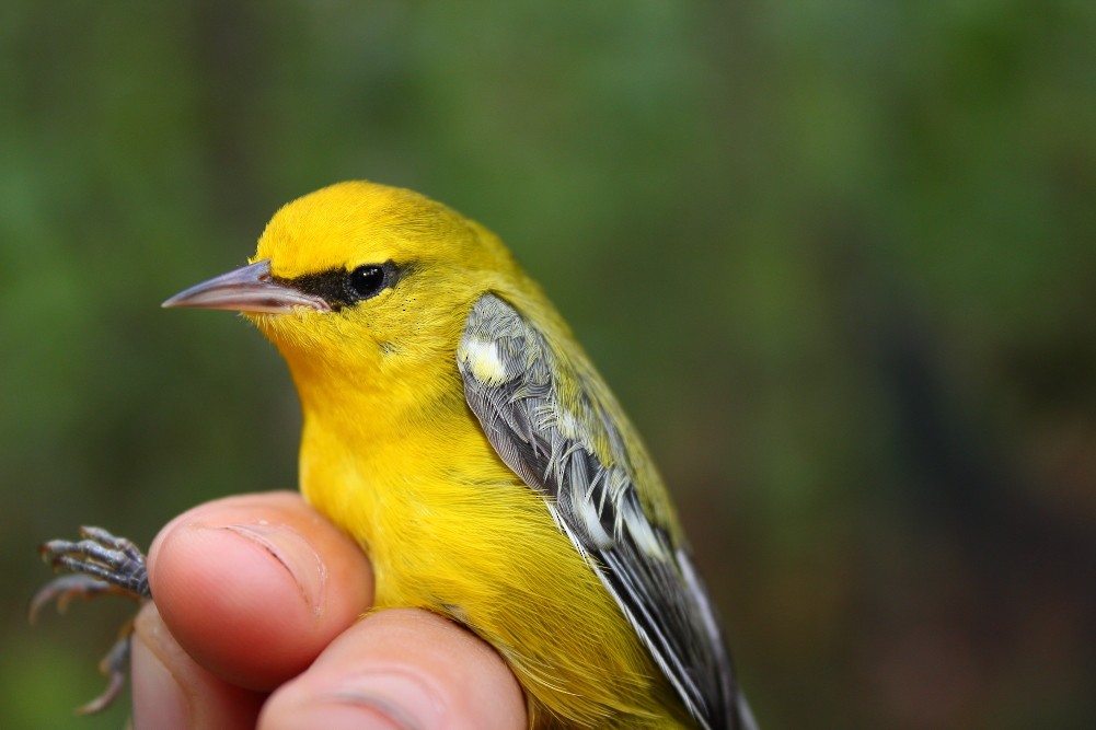 Blue-winged Warbler - Doug Mitchell