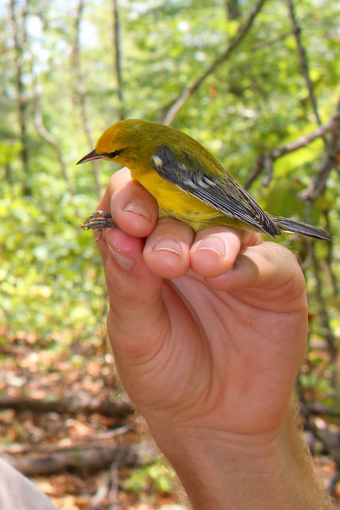 Blue-winged Warbler - ML187928091