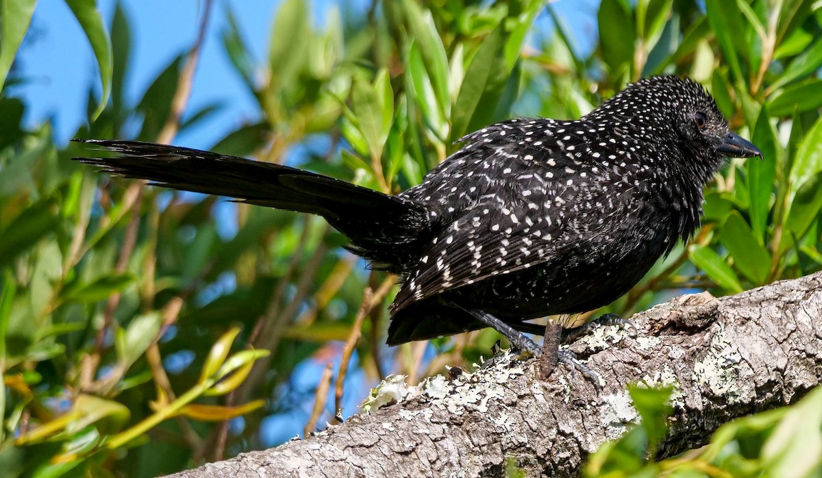 Large-tailed Antshrike - Roger Horn