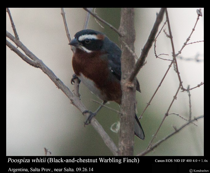 Black-and-chestnut Warbling Finch - Peter Kondrashov