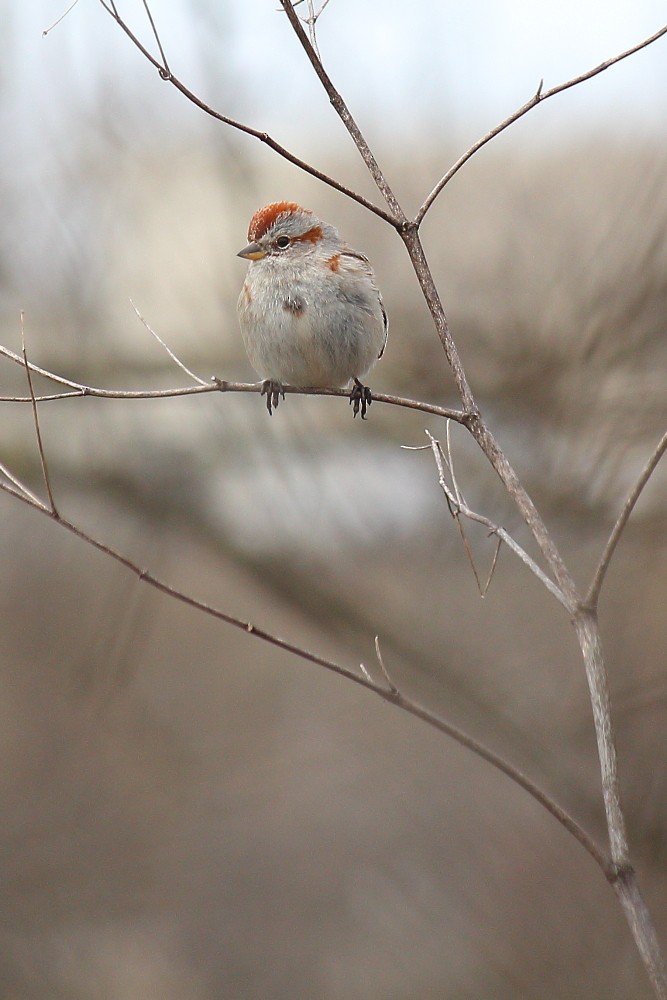 American Tree Sparrow - ML187932511