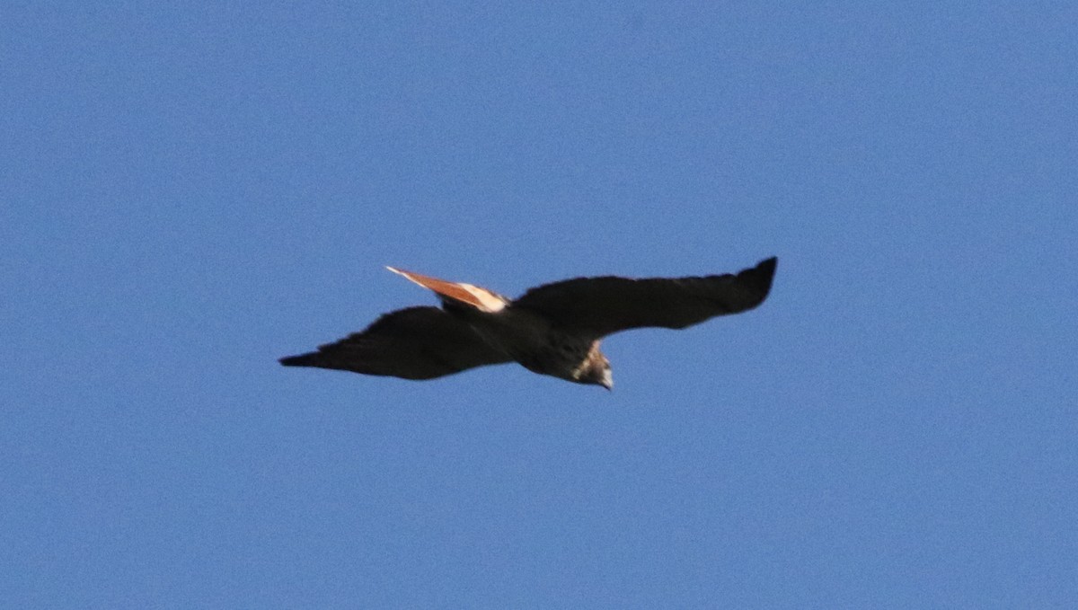 Red-tailed Hawk - ML187934631