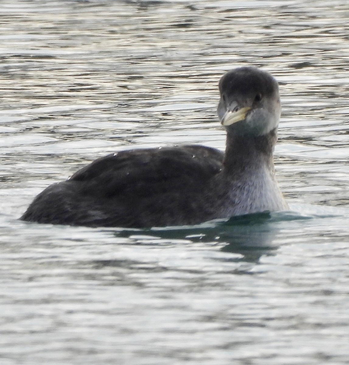 Red-necked Grebe - ML187935381