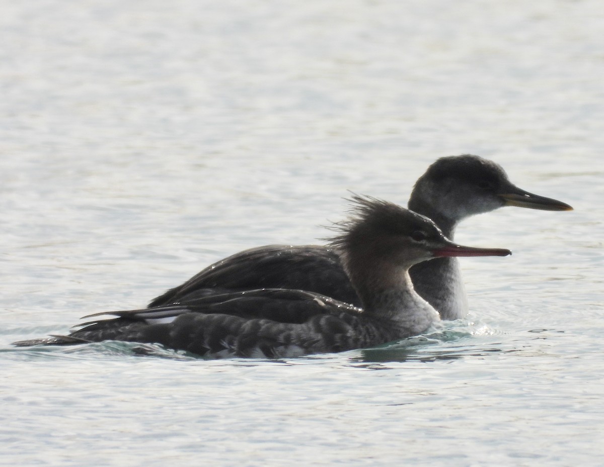 Red-necked Grebe - ML187935401