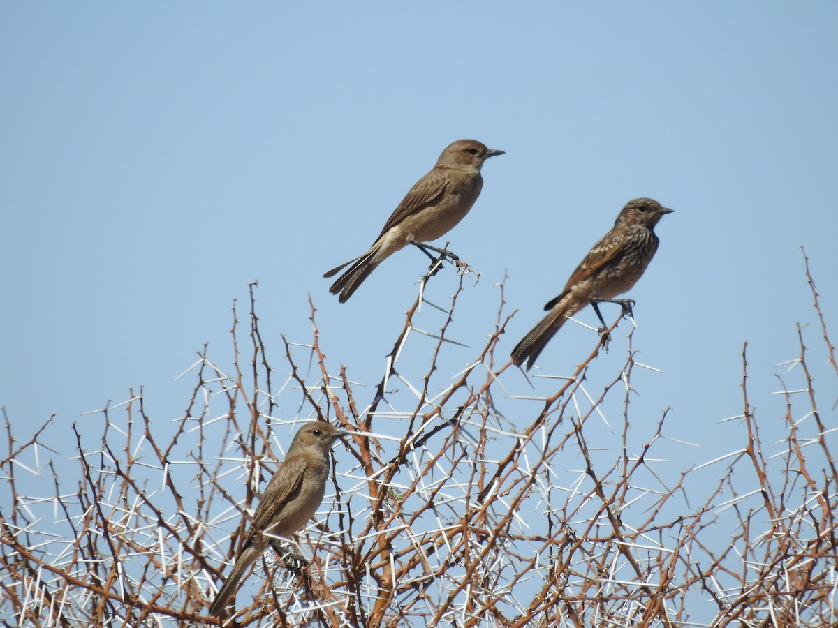 Chat Flycatcher - ML187935641