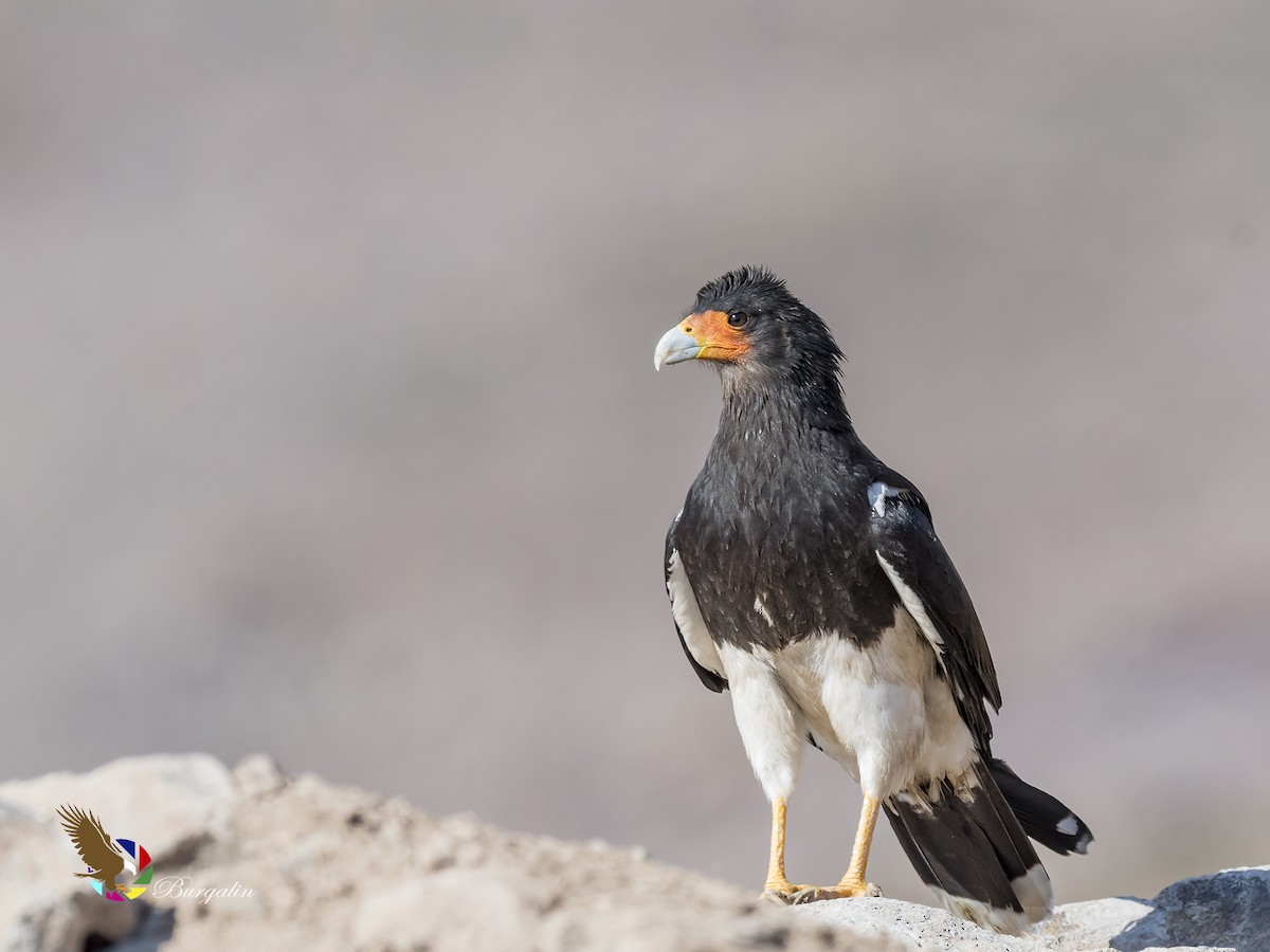 Mountain Caracara - fernando Burgalin Sequeria