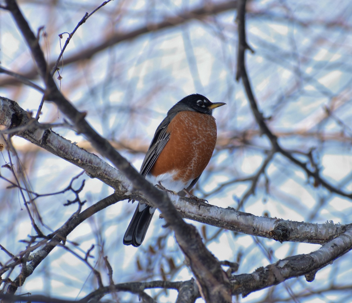 American Robin - ML187937031