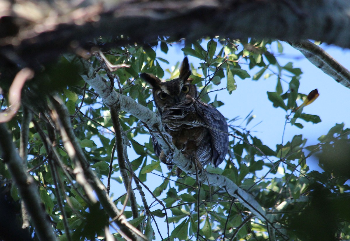 Great Horned Owl - ML187937281