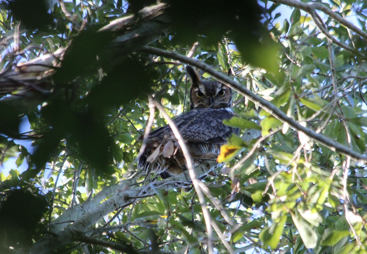 Great Horned Owl - ML187937291