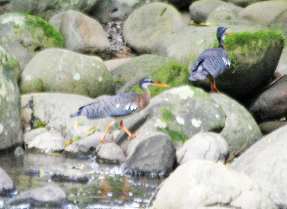 Sunbittern - ML187937811